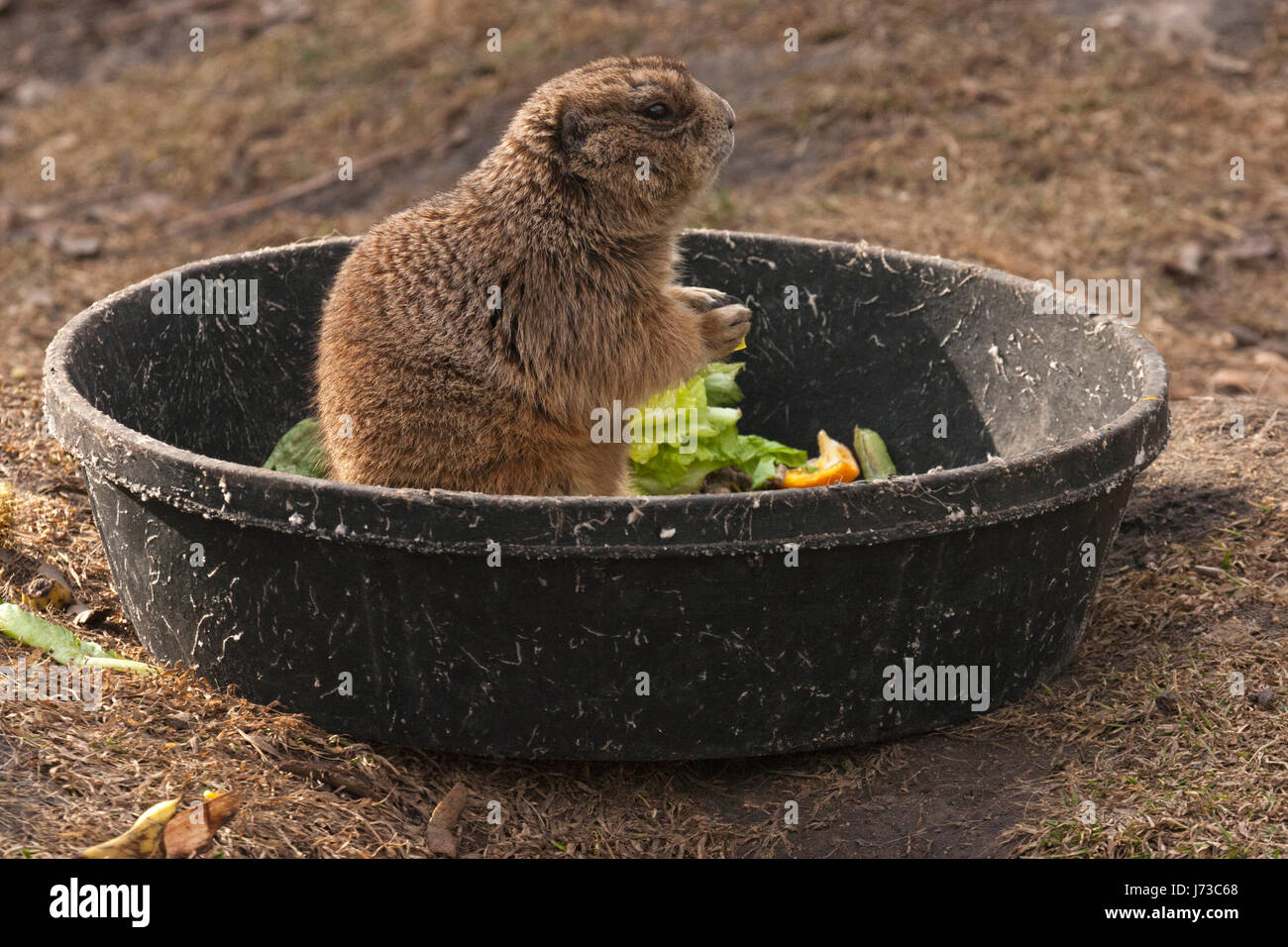 Black-Tailed Prairie Dog (Cynomys ludovicianus) in piedi in gomma vasca di alimentazione mangiare verdure fresche Foto Stock