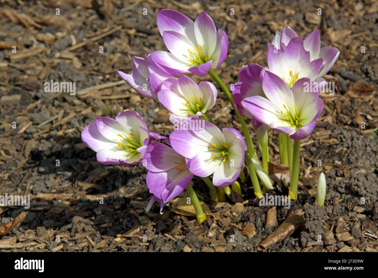 Colchicum speciosum Foto Stock