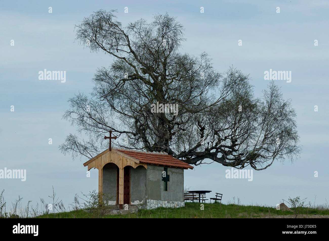 Bellissimo paesaggio con la primavera venerato betulla e vecchia cappella, situato nella montagna plana, Bulgaria Foto Stock