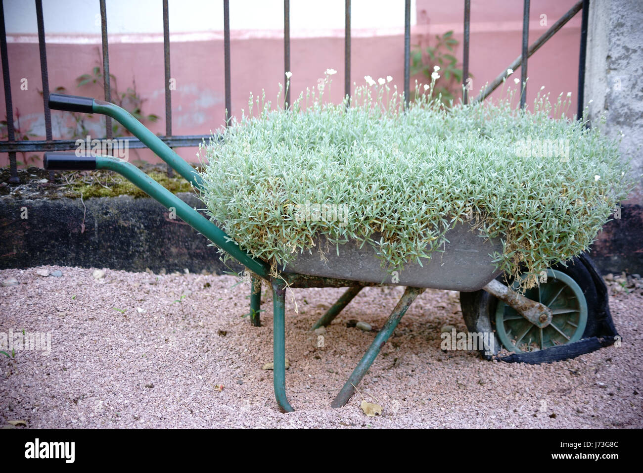 Una vecchia carriola con un pneumatico sgonfio serve come una pentola floreale di fiori e piante. Foto Stock