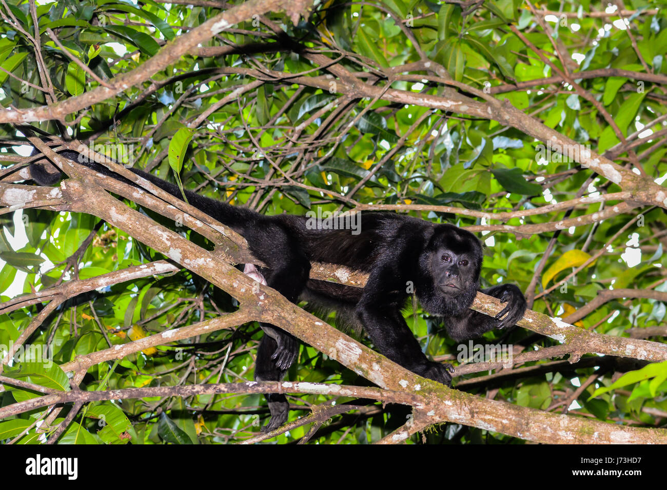 Un Mantled scimmia urlatrice rilassante in un albero durante il giorno. Foto Stock
