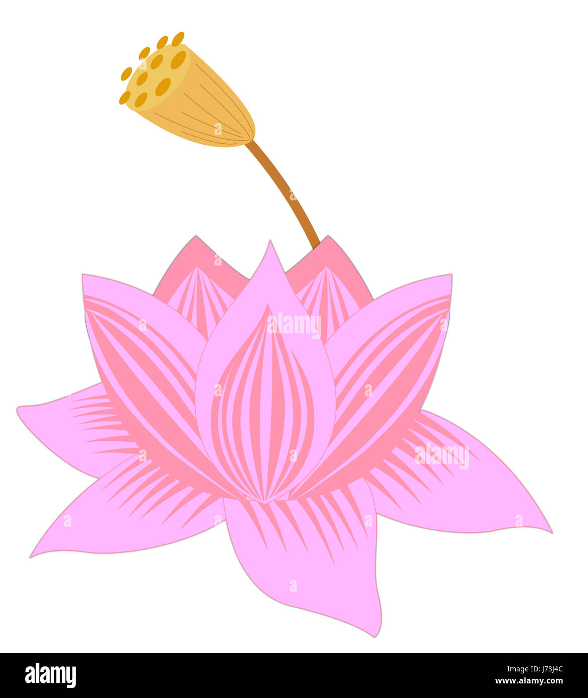 Bud rosa loto vicino shine brilla luminosa luce della Lucent Technologies serena bella luminosa Foto Stock