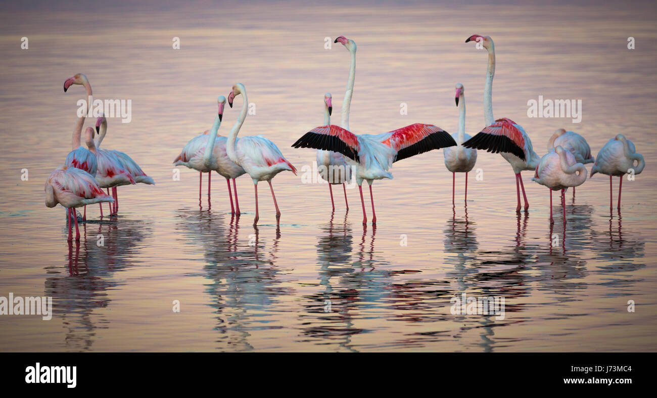 Il Fenicottero Rosa sono un tipo di trampolieri in genere Phoenicopterus, il solo genere nella famiglia Phoenicopteridae. Ci sono quattro specie di flamingo in Foto Stock