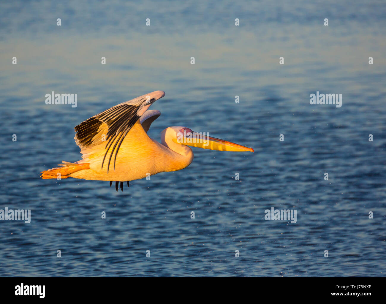 Pellicani sono un genere di grandi uccelli acquatici che compongono la famiglia Pelecanidae. Essi sono caratterizzati da un lungo becco e una grande sacca di gola. Foto Stock
