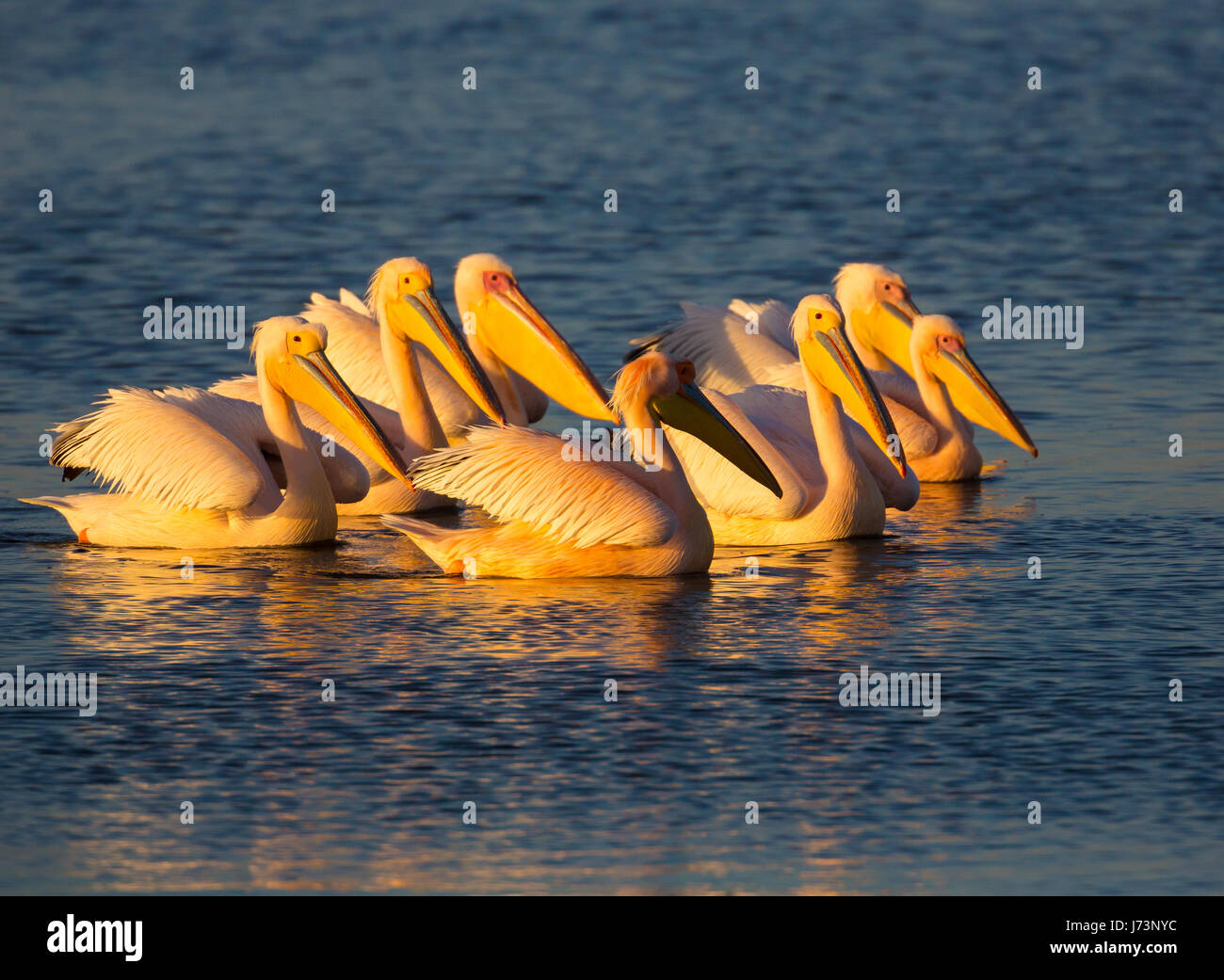Pellicani sono un genere di grandi uccelli acquatici che compongono la famiglia Pelecanidae. Essi sono caratterizzati da un lungo becco e una grande sacca di gola. Foto Stock
