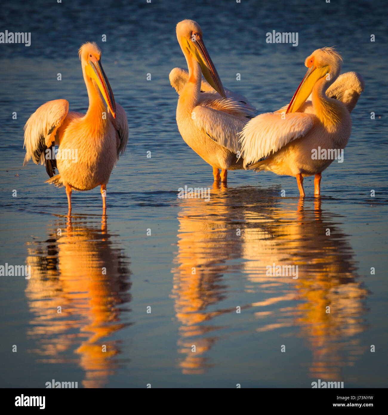 Pellicani sono un genere di grandi uccelli acquatici che compongono la famiglia Pelecanidae. Essi sono caratterizzati da un lungo becco e una grande sacca di gola. Foto Stock
