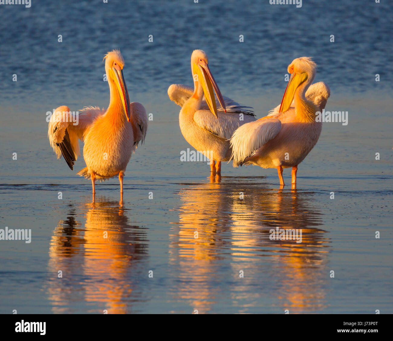 Pellicani sono un genere di grandi uccelli acquatici che compongono la famiglia Pelecanidae. Essi sono caratterizzati da un lungo becco e una grande sacca di gola. Foto Stock