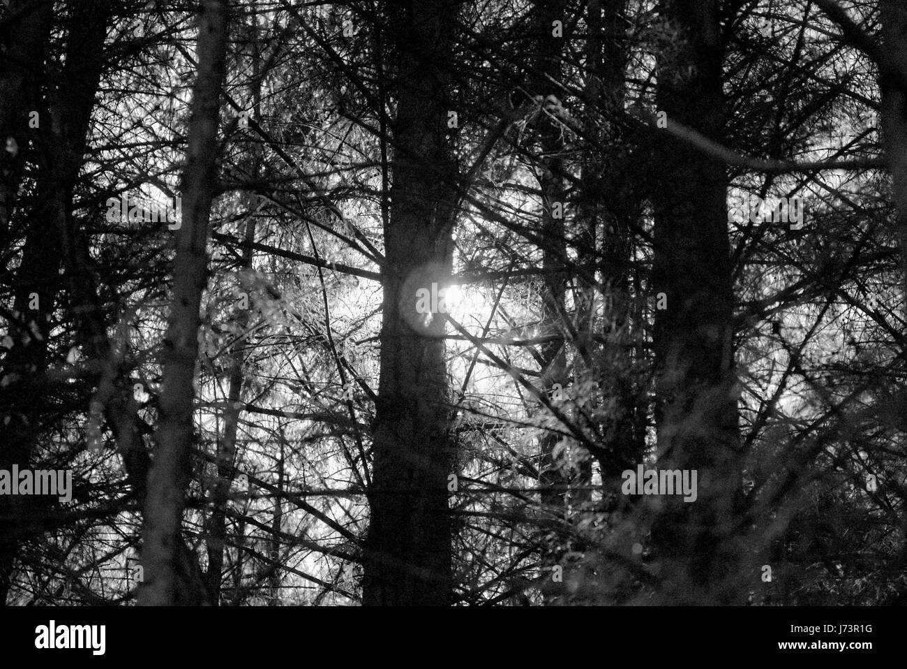 Chatelherault Country Park foresta densa trame sfondo Foto Stock