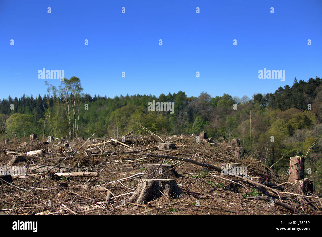 Chatelherault Country Park deforestazione taglio basso della foresta Foto Stock