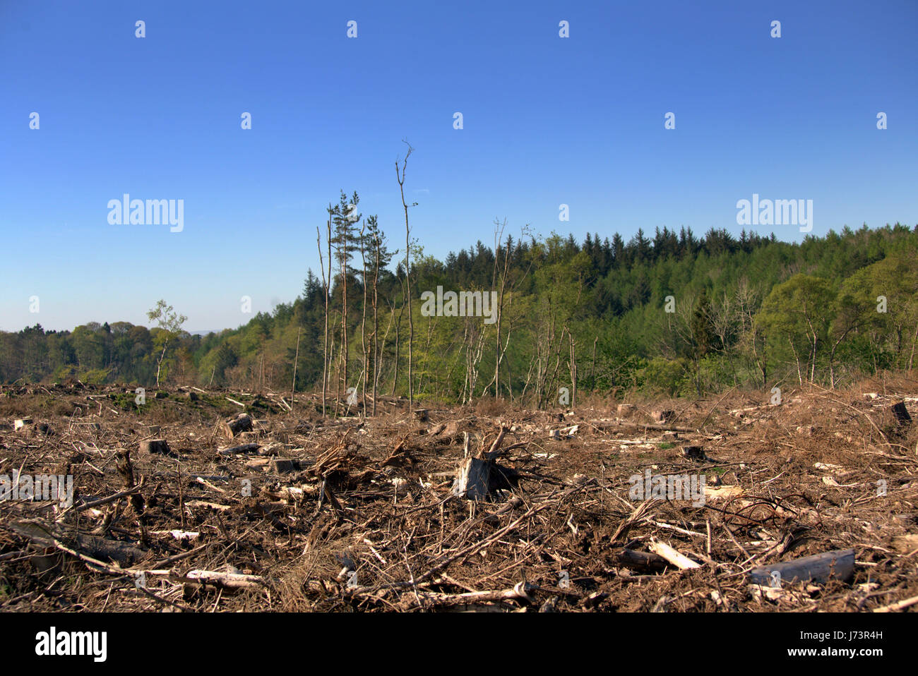 Chatelherault Country Park deforestazione taglio basso della foresta Foto Stock