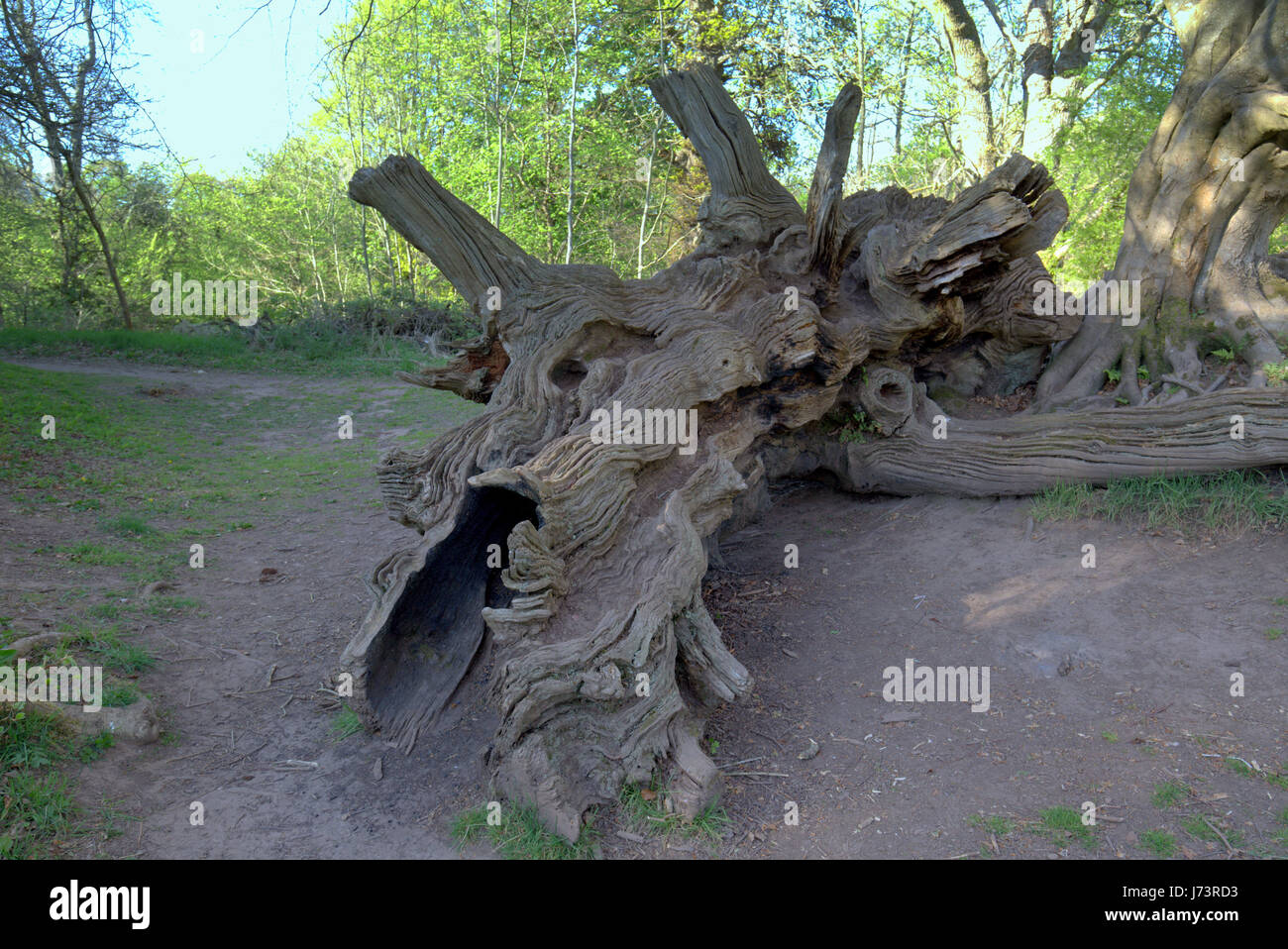 Chatelherault Country Park Cadzow querce, Hamilton alta parchi, Hamilton, South Lanarkshire Foto Stock