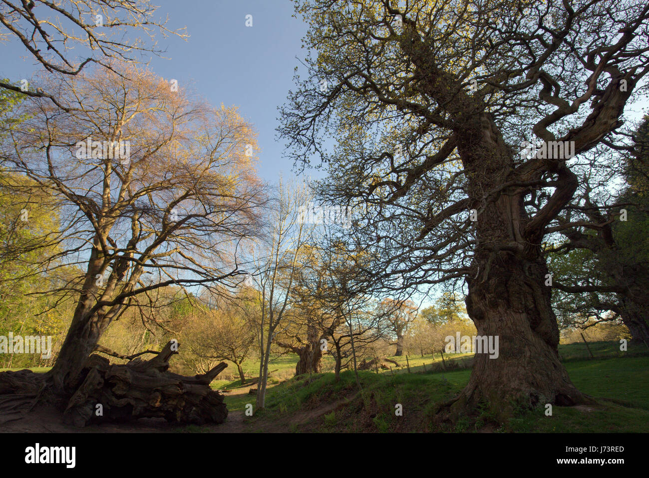 Chatelherault Country Park Cadzow querce, Hamilton alta parchi, Hamilton, South Lanarkshire Foto Stock