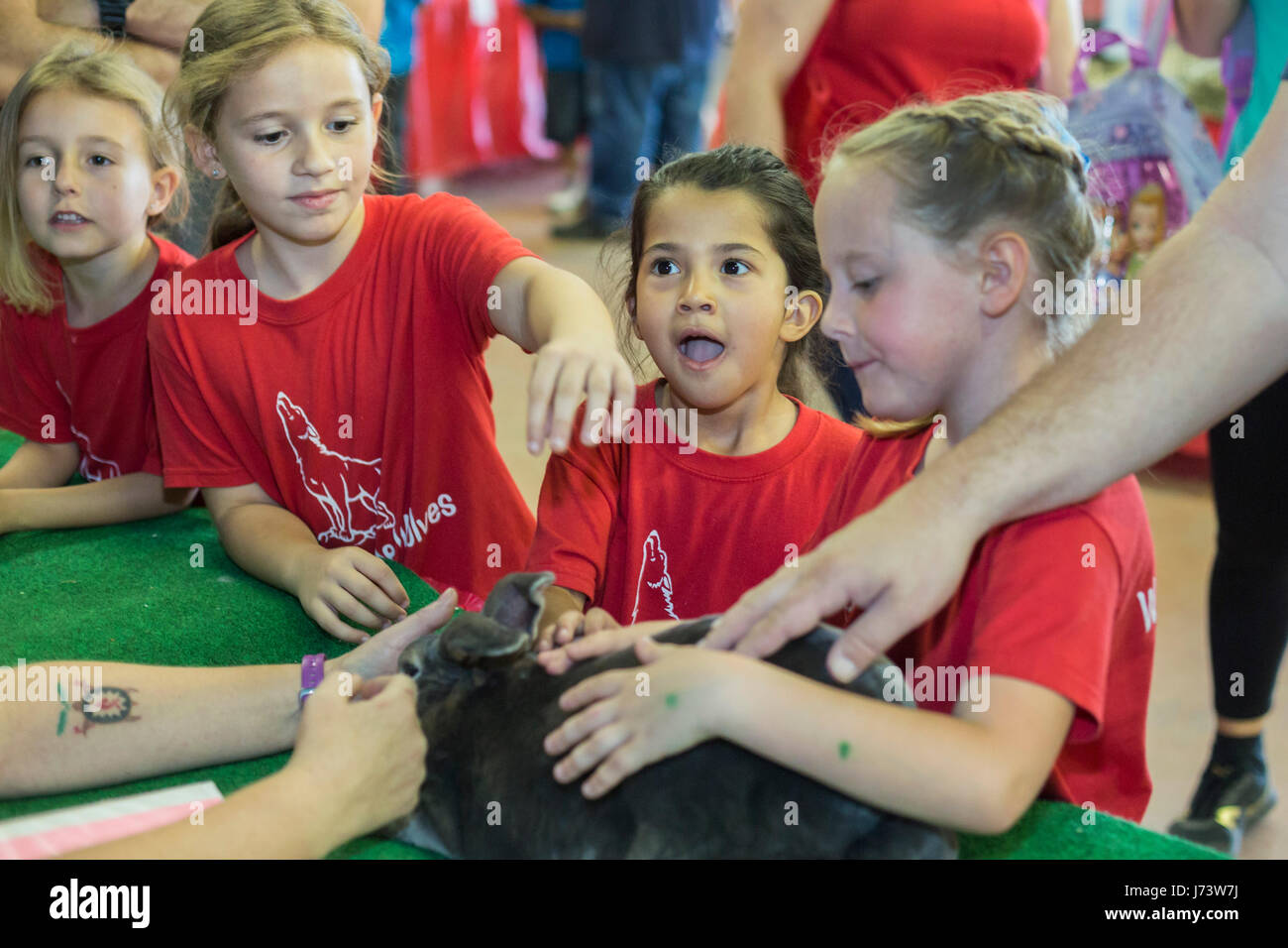 Phoenix, Arizona - Bambini pet Rex, una terapia di coniglio, all'Maricopa County Fair. Foto Stock