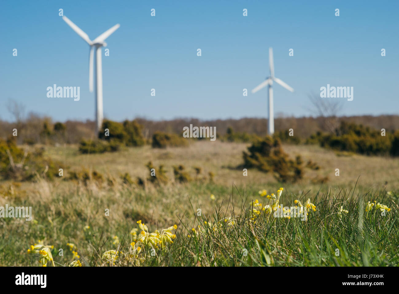Freschi fiori di primavera nella parte anteriore del mulino a vento turbine. Fonti di energia elettrica il concetto di produzione Foto Stock