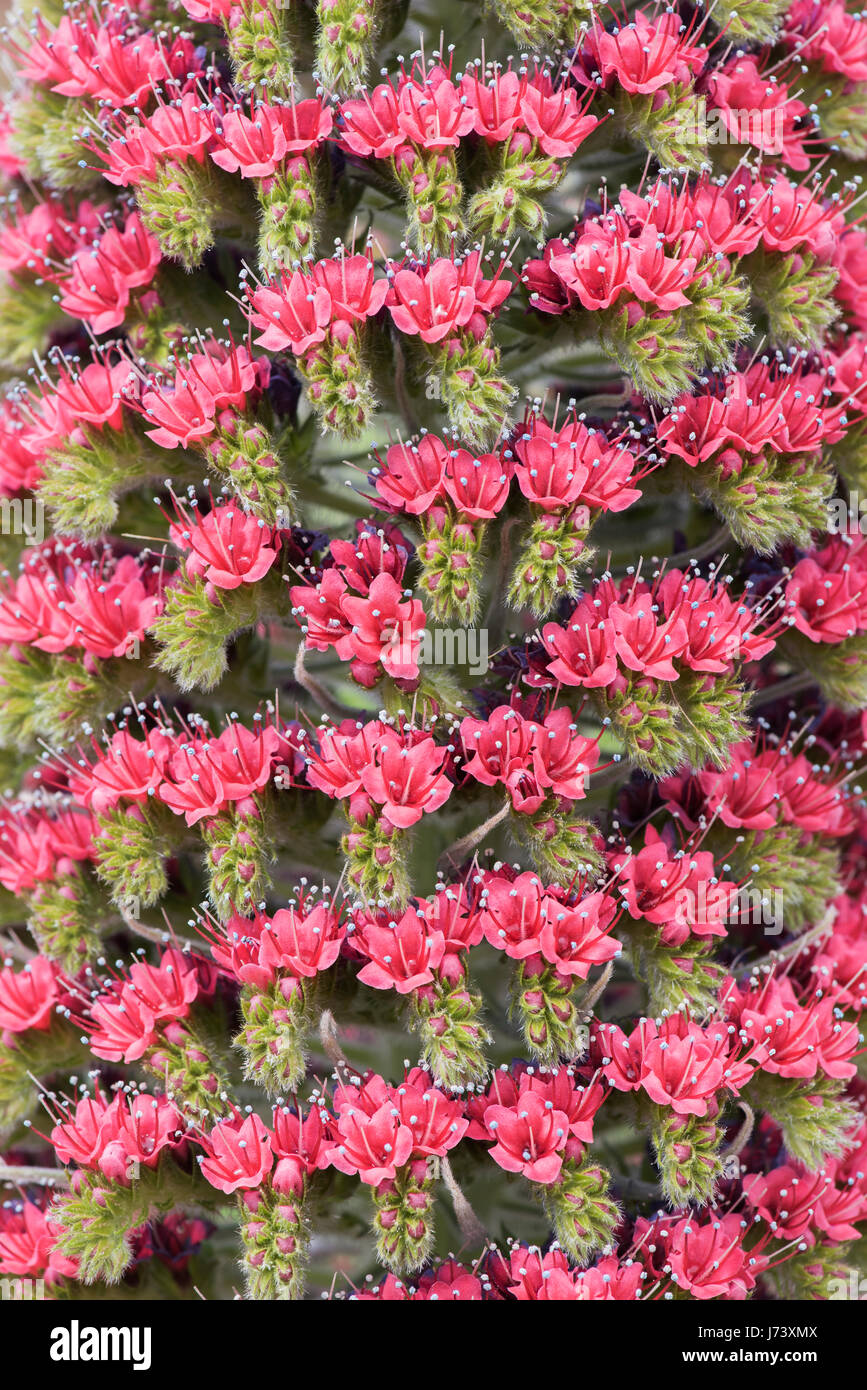 Echium wildpretii. Torre di gioielli / Rosso bugloss fiori Foto Stock
