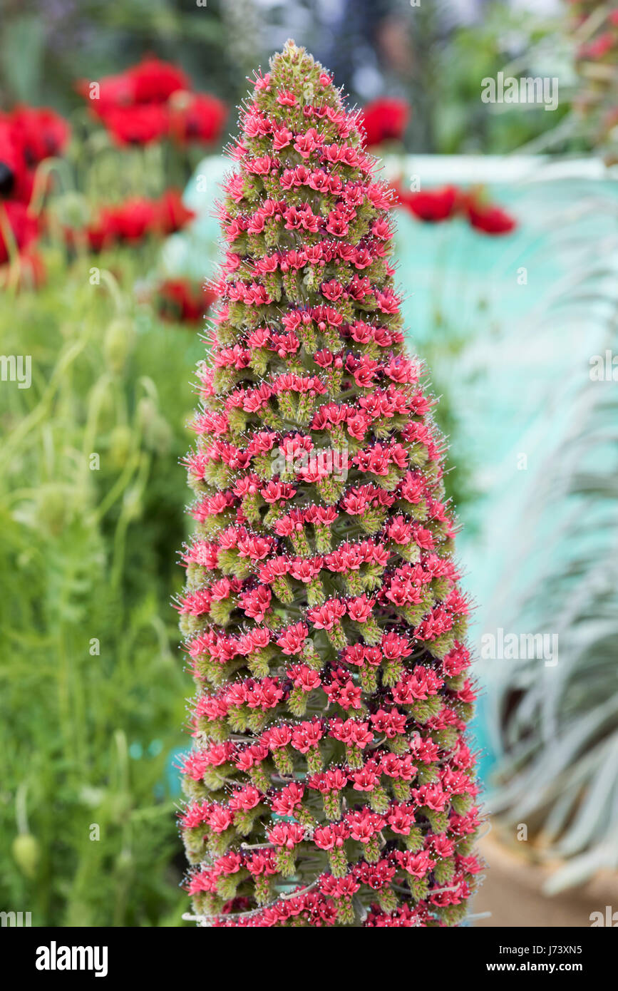 Echium wildpretii. Torre di gioielli / Rosso bugloss fiori Foto Stock