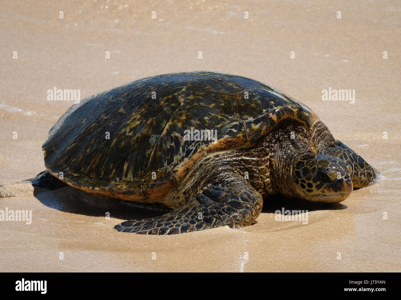 Tartarughe Marine verdi (Chelonia Mydas) appoggiato sulla spiaggia di Ho'okipa Beach Park, Para, Maui, Hawaii. Foto Stock