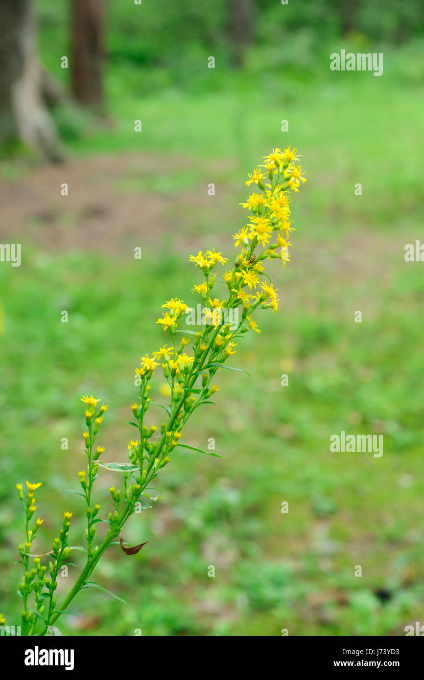 Carino piccolo fiori sbocciano nella fitta foresta Foto Stock