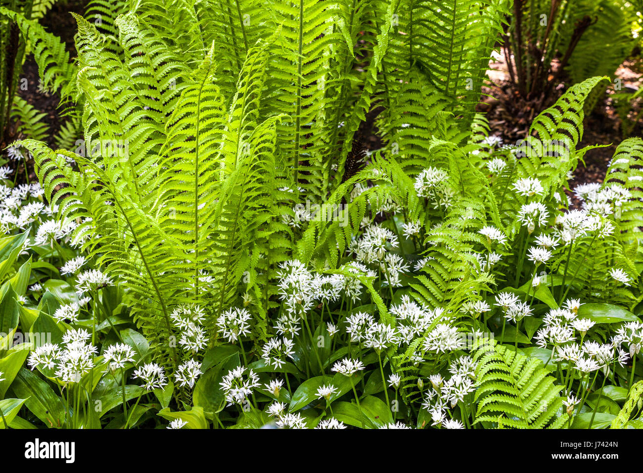 Matteuccia struthiopteris, felce di struzzo, felce di rubinetto Mix Allium ursinum legno selvatico aglio porri di orso per le zone ombreggiate del giardino Foto Stock