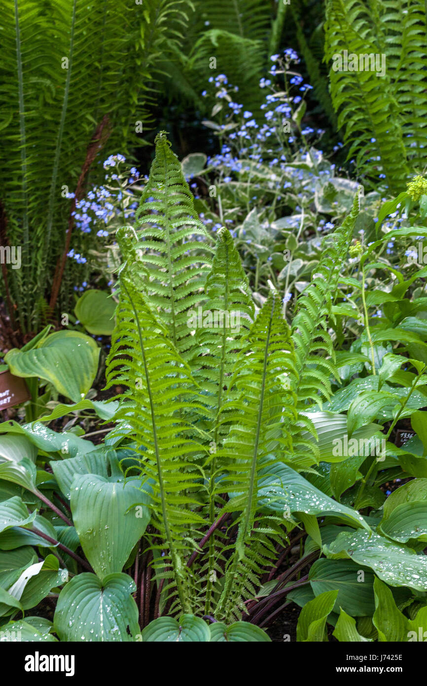 Matteuccia struthiopteris, struzzo felce, fiddlehead felce, Felce penna, Brunnera macrophylla 'Jack Frost " Impianti per l'ombra parti del giardino Foto Stock