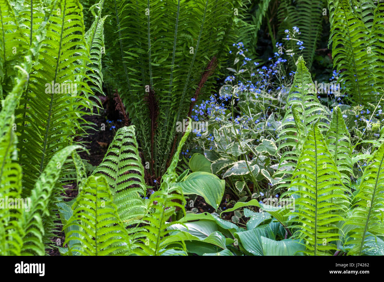 Matteuccia struthiopteris, struzzo felce, fiddlehead felce o Felce penna e Brunnera macrophylla 'Jack Frost " Impianti per la Shady parti del Foto Stock