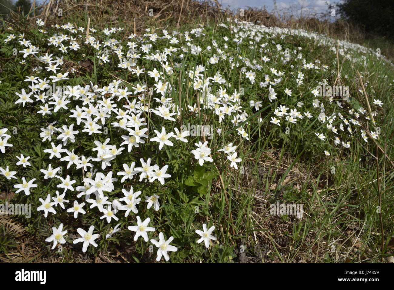 Legno - Anemone Anemone nemorosa , Foto Stock