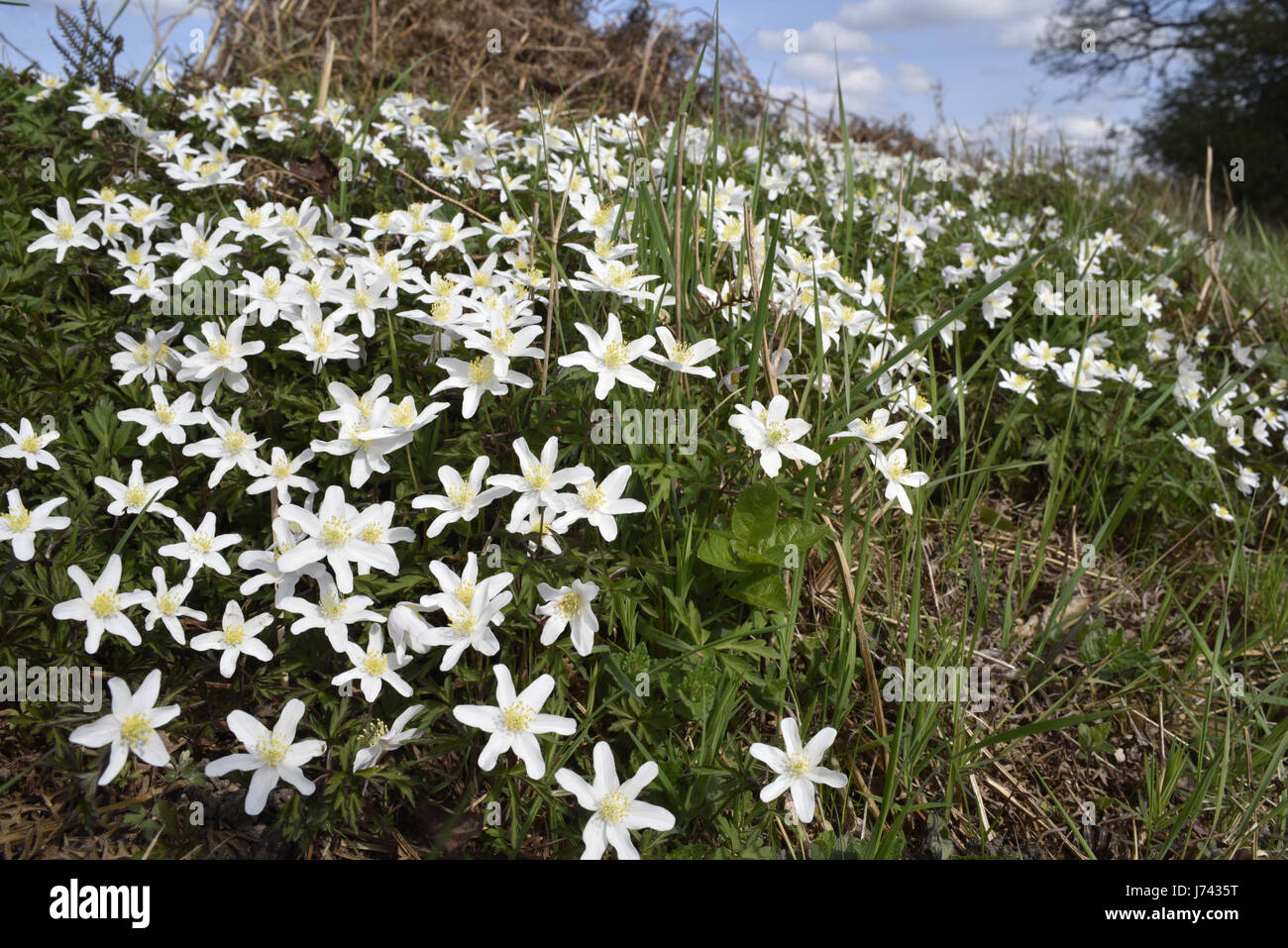 Legno - Anemone Anemone nemorosa , Foto Stock