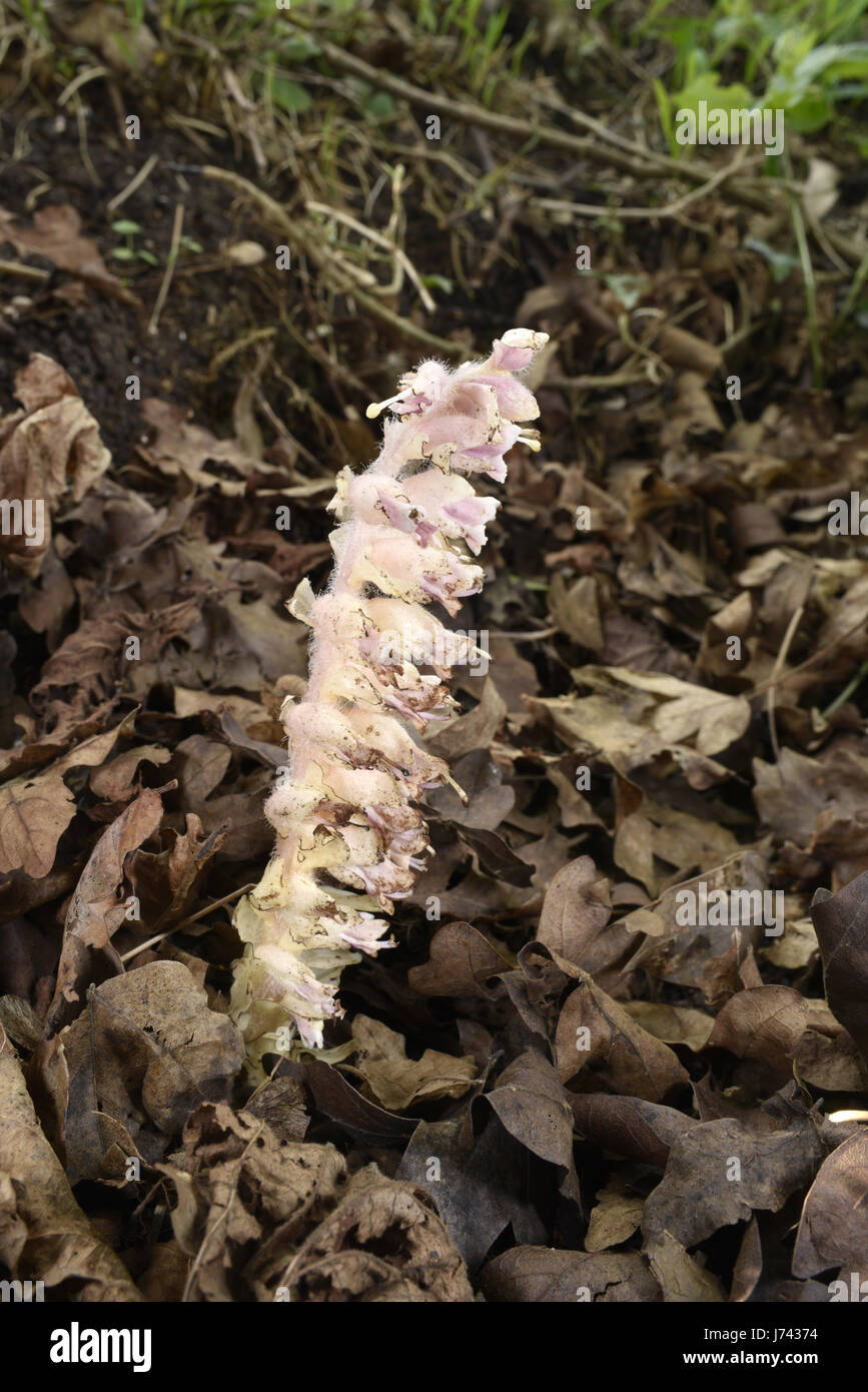 Toothwort - Lathraea squamaria Foto Stock