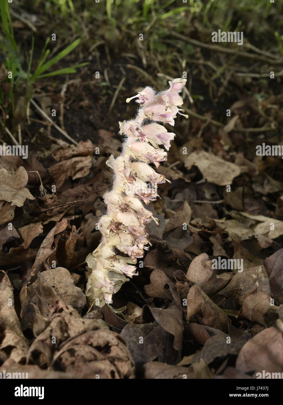 Toothwort - Lathraea squamaria Foto Stock