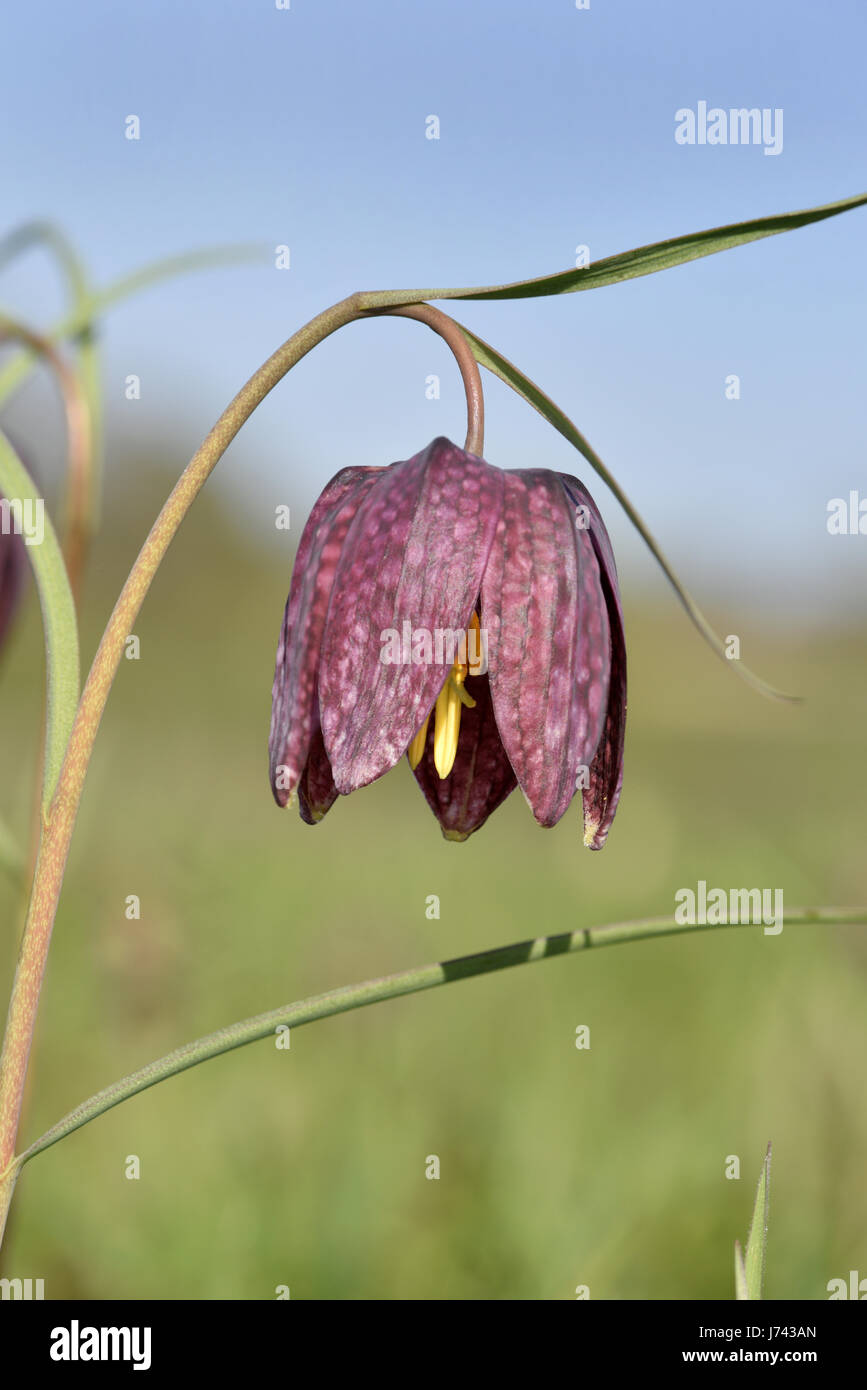 Snake-testa - Fritillary Fritillaria meleagris Foto Stock