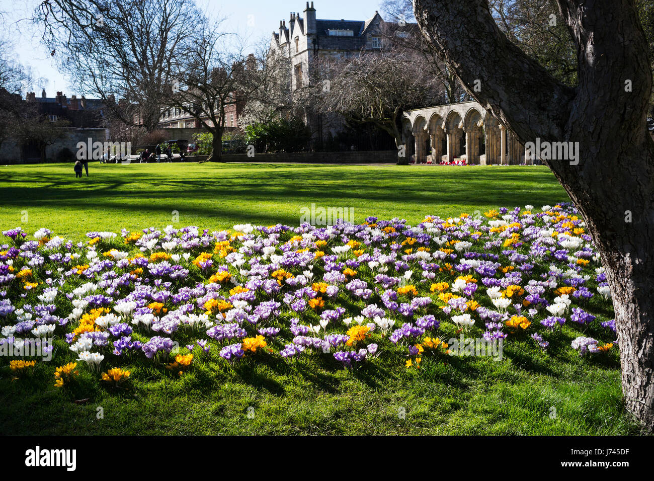 La molla di ultimo; un display di benvenuto di crochi ammassato in Dean's Park Garden, città di York, England, Regno Unito Foto Stock