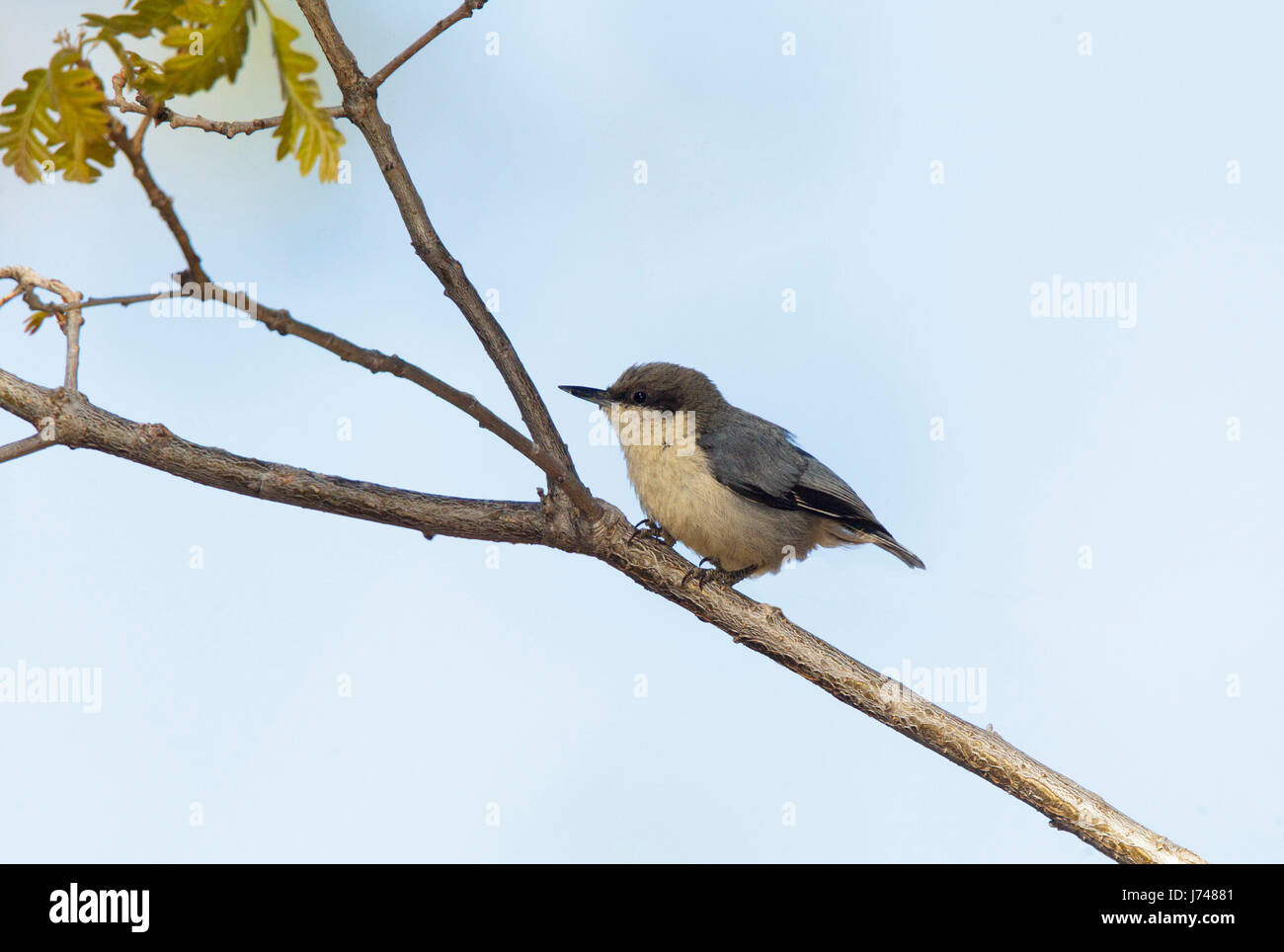 Pigmeo di picchio muratore Sitta pygmaea Santa Catalina Mountains, Tucson, Arizona, Stati Uniti 17 Maggio 2017 Sittidae adulti Foto Stock