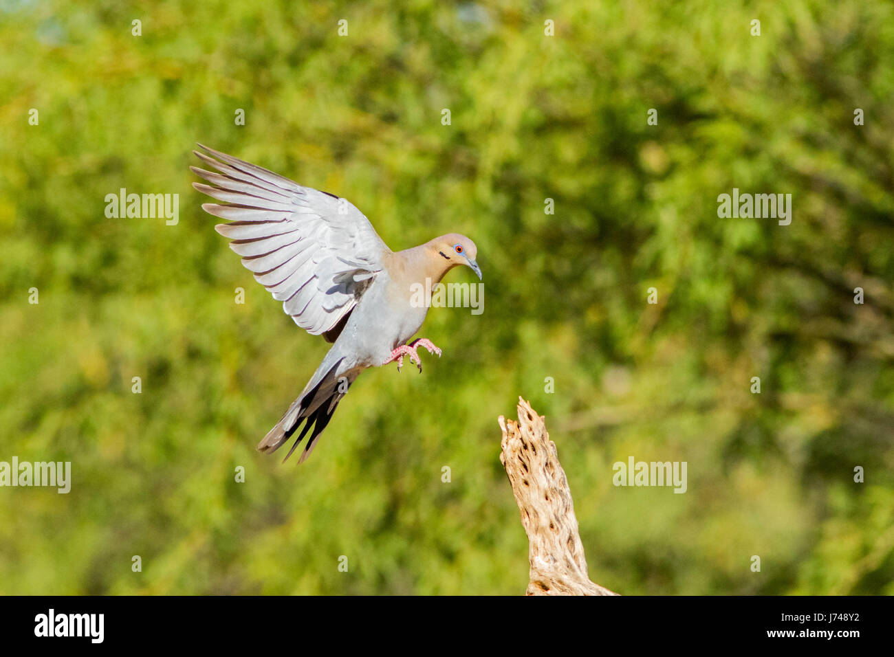 Bianco-winged Colomba Zenaida asiatica Amado, Santa Cruz County, Arizona, Stati Uniti 20 Maggio adulto in volo. Columbidi Foto Stock