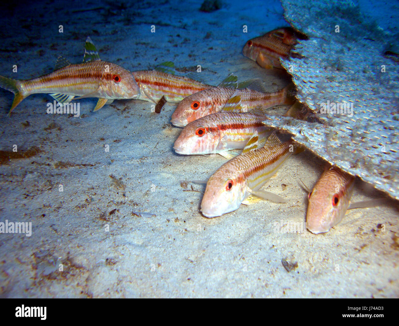 Colorato colorato splendida molteplici riccamente colorata acqua di pesce Foto Stock