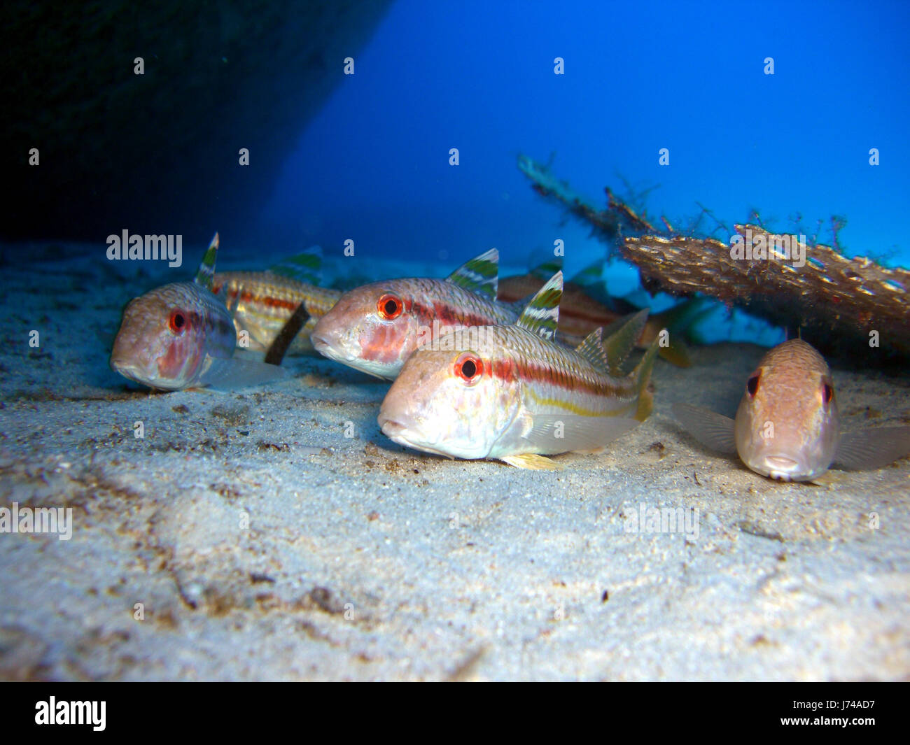 Colorato colorato splendida molteplici riccamente colorata acqua di pesce Foto Stock