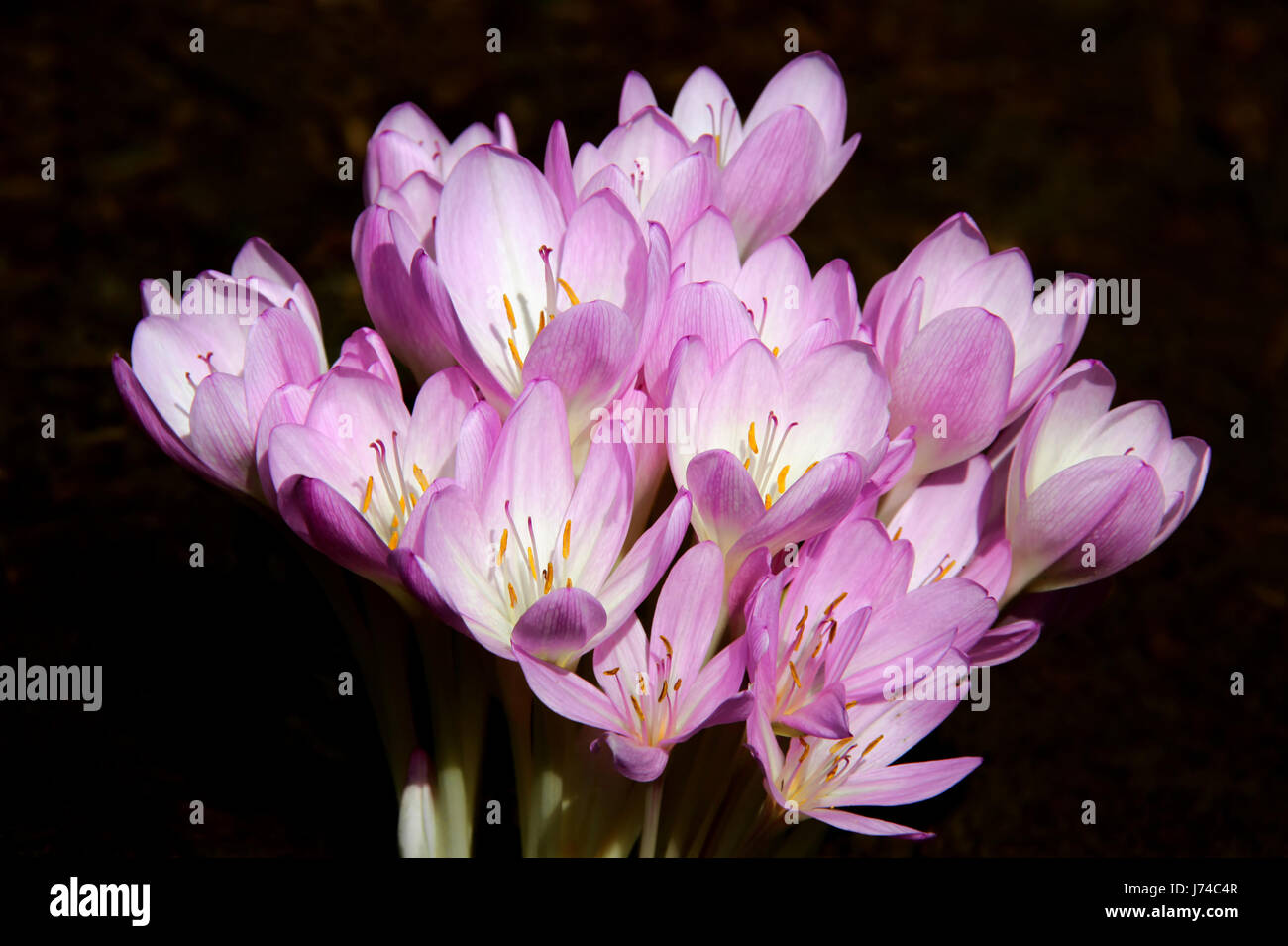 Fiori viola viola ametista spurgo autunno intramontabile bianco caucasico europea Foto Stock