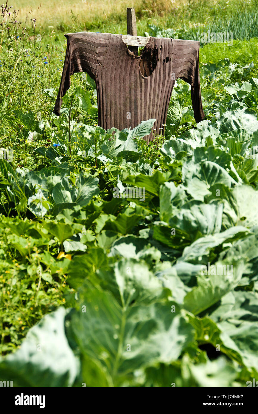 Agricoltura Agricoltura campo spaventapasseri harvest food aliment fame agricoltura Foto Stock