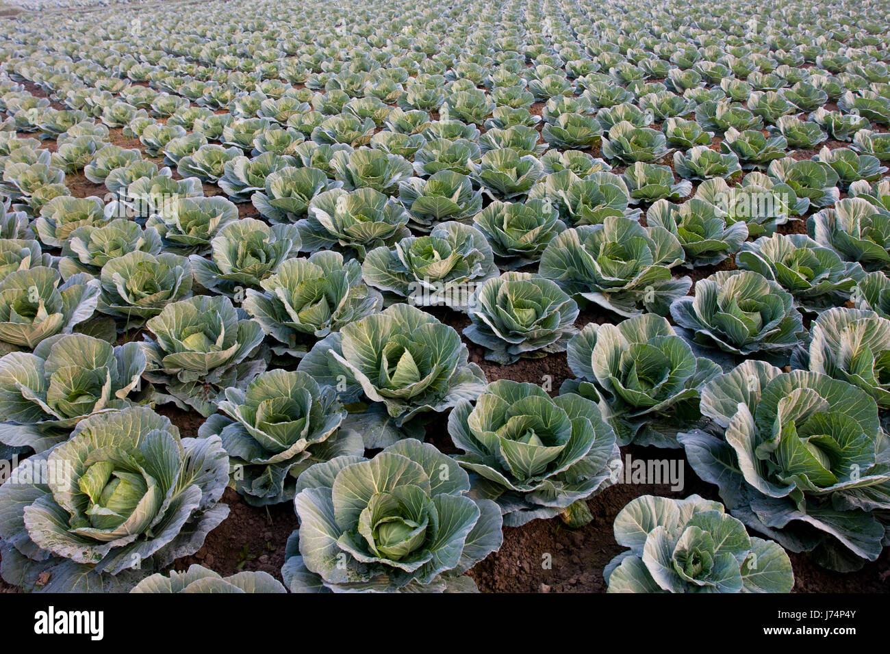 Cavoli verdi in un campo in Savar. Dacca in Bangladesh Foto Stock