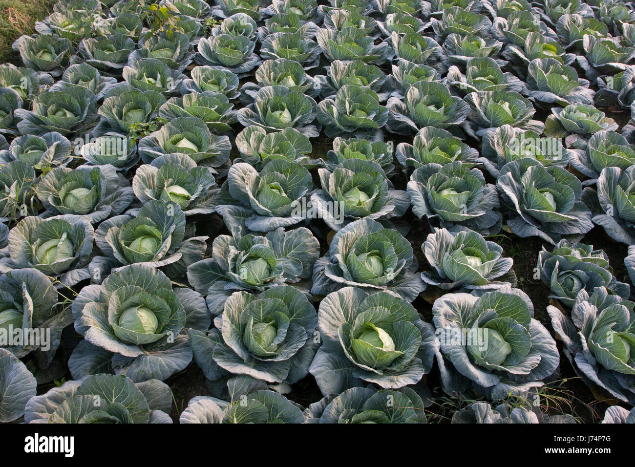 Cavoli verdi in un campo in Savar. Dacca in Bangladesh Foto Stock