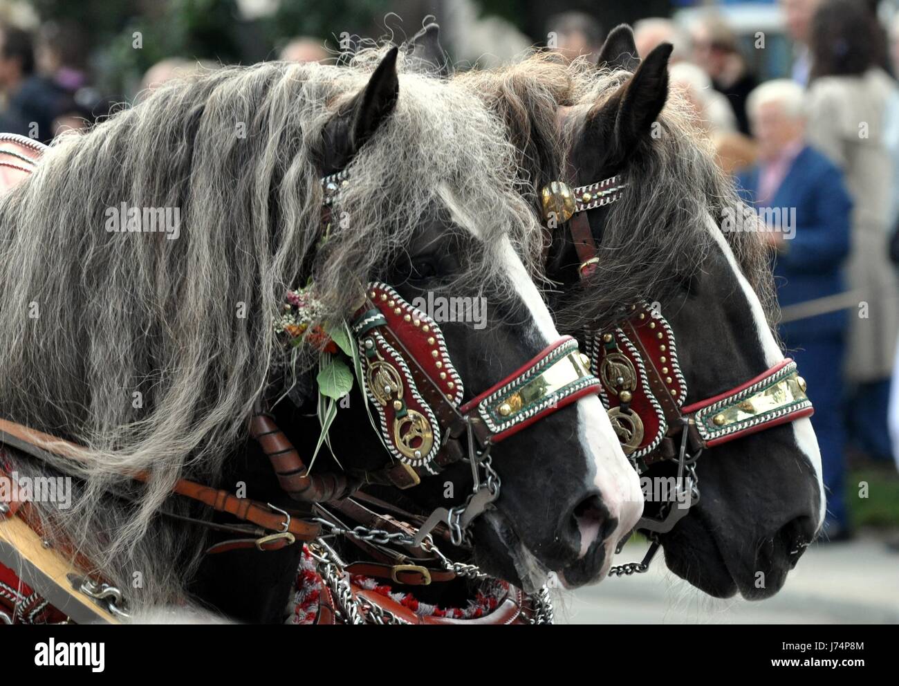 Cablaggio del cavallo tradizione pullman Oktoberfest processione del Cavallo corsa swarthy nero Foto Stock