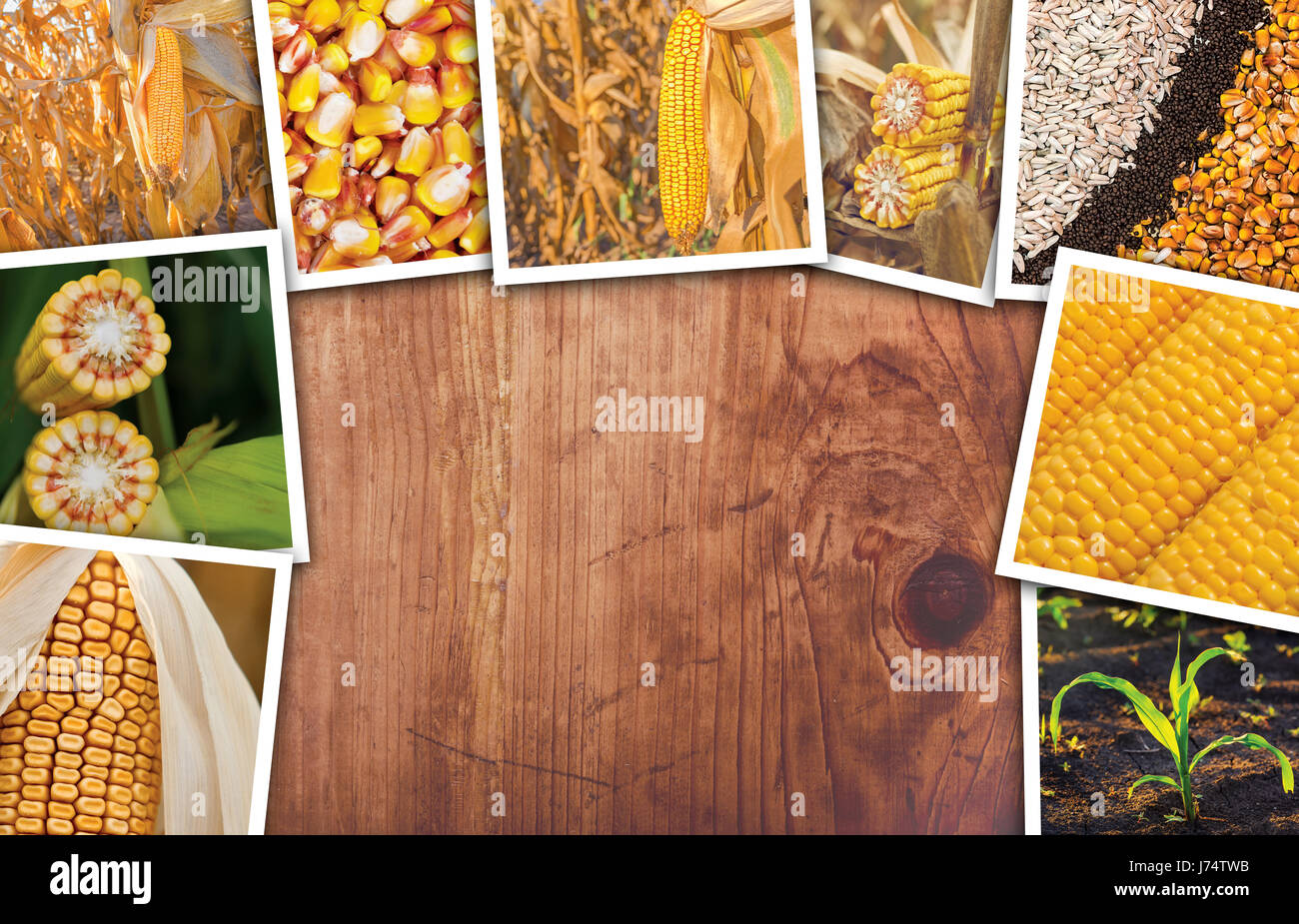 Mais in agricoltura, photo collage con spazio di copia Foto Stock