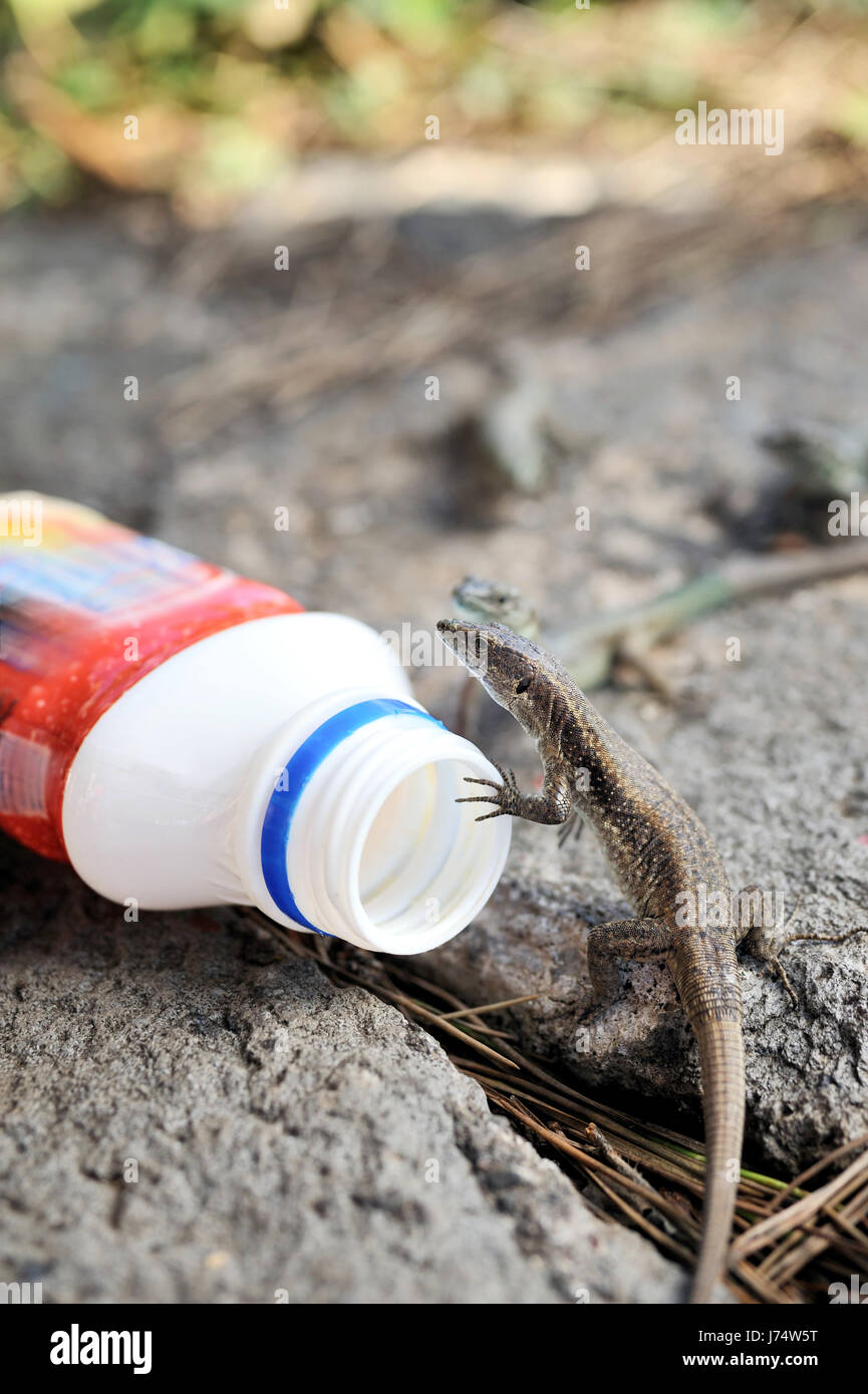 Ambiente ambiente modello di concetto di progetto progetto piano lizard bottiglia Foto Stock