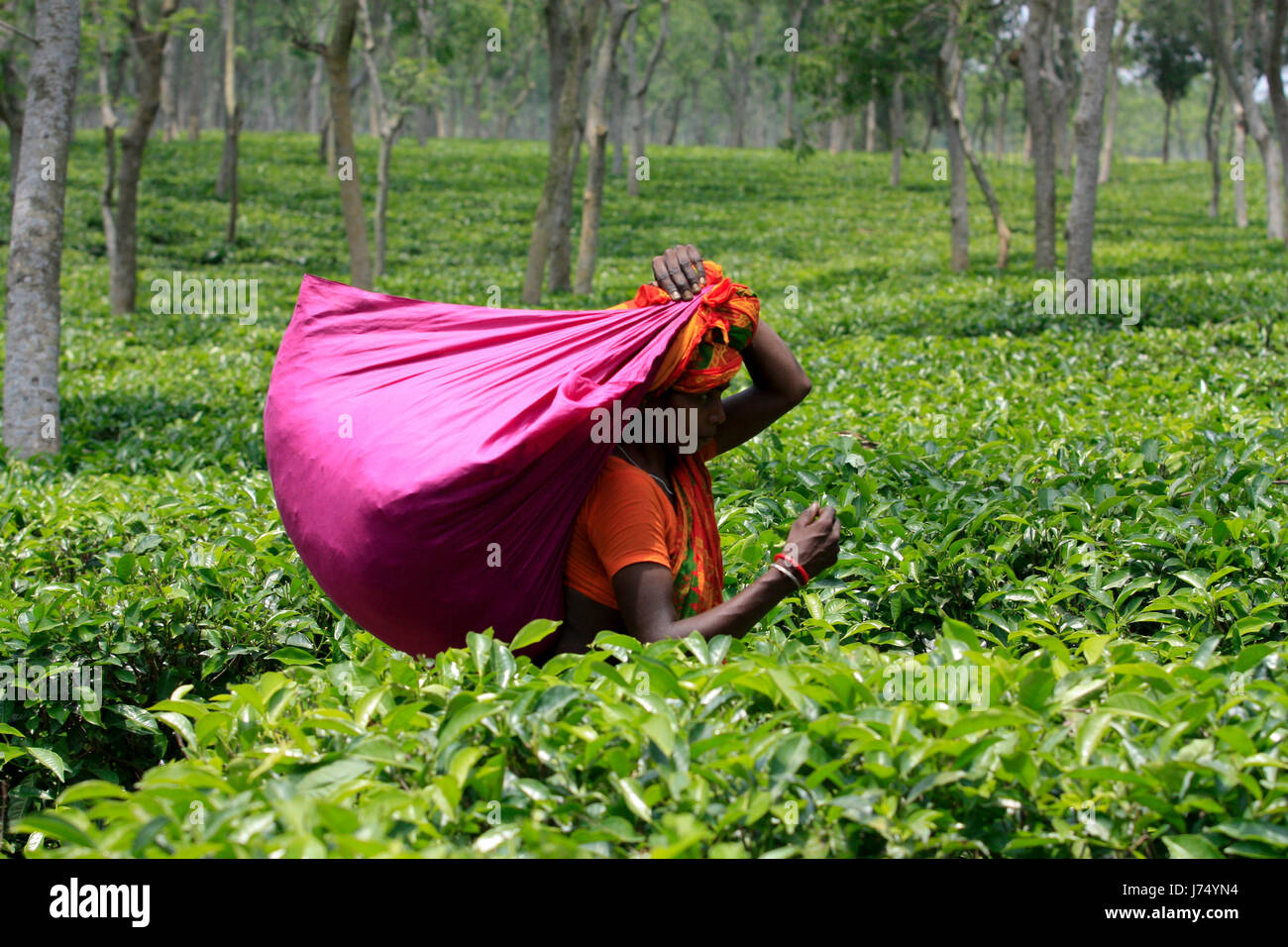 Femmina di foglie di tè plucker lavora presso il giardino del te'. Srimangal, Moulvibazar, Bangladesh. Foto Stock