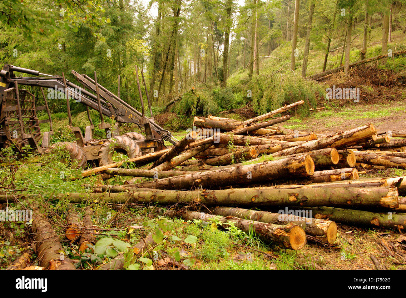 Albero tronco di legno goccia reap abbattere albero di foresta verde tronco di legno dello stack di caduta Foto Stock