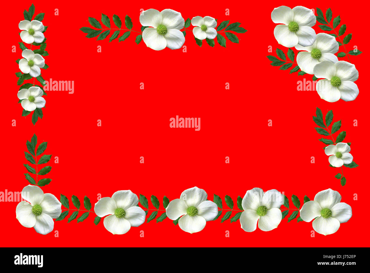 Verde fiore pianta fiori di broccoli viticci sfondo rosso sfondo grafico Foto Stock