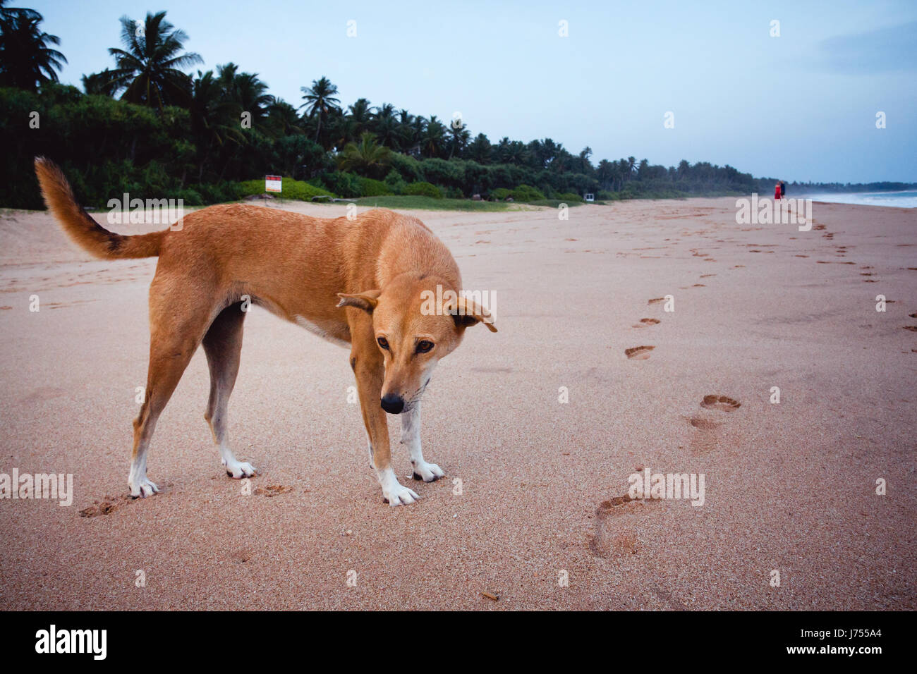 Un cane randagio su una spiaggia in Sri Lanka con la gente a piedi in background Foto Stock