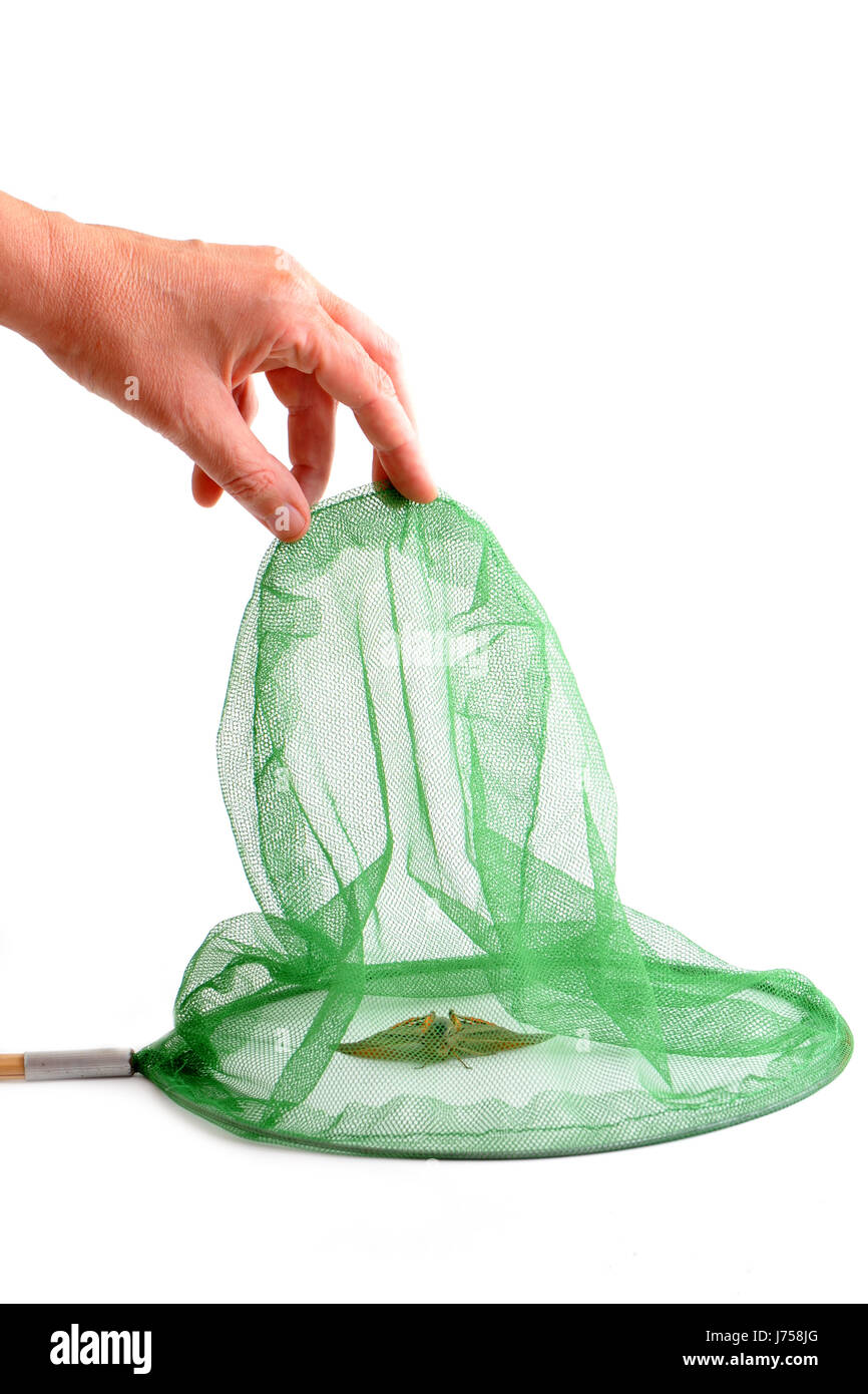 Butterfly net pesca animale farfalla insetto la cattura di entusiasmo il divertimento Foto Stock