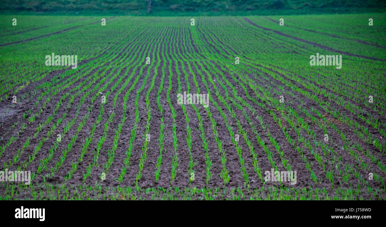Agricoltura agraria agricoltura acri di campo la semina di semi semi emblements blade Foto Stock