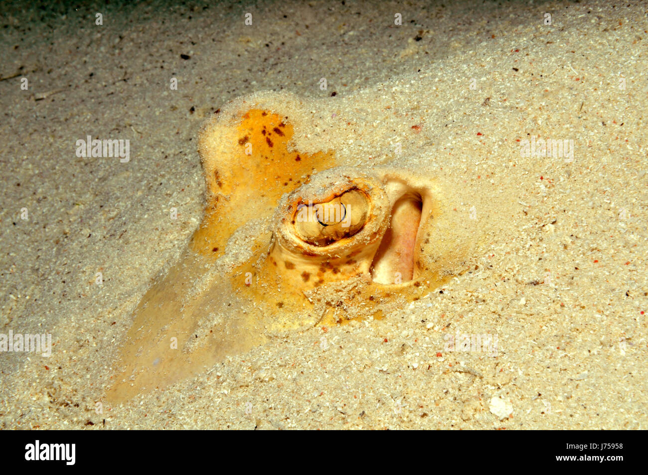 Pesce dive skate stingray mare basso fondale sepolto bury fish eye organ Foto Stock