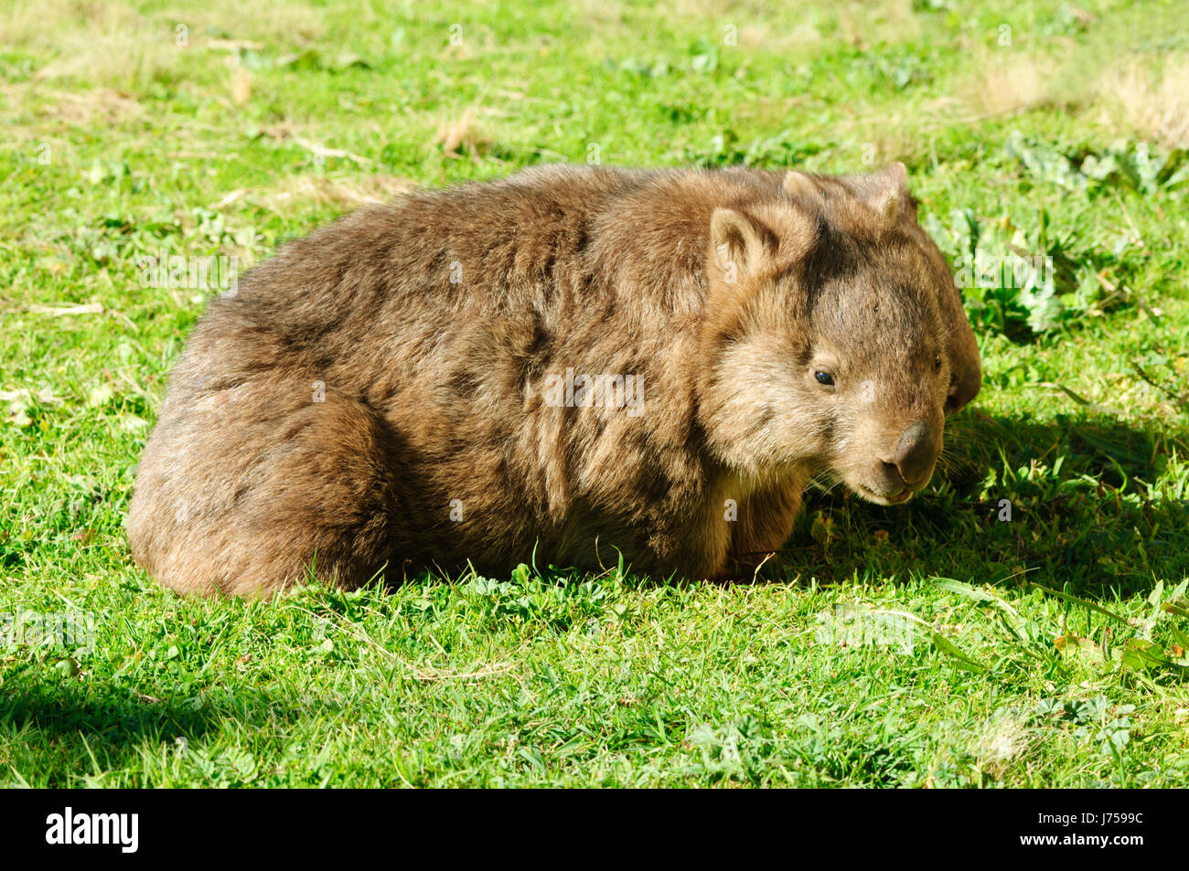Wild femmina adulta Wombat comune (Vombatus ursinus), Nuovo Galles del Sud, NSW, Australia Foto Stock
